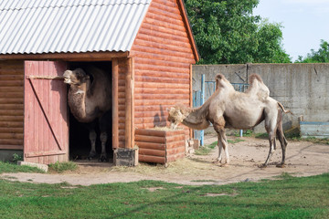 Fototapeta premium Family of white two-humped camels couple stands in zoo yard