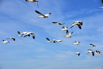 白雁　はくがん　ハクガン　snow goose