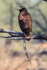 Crested Serpent Eagle with a snake caught