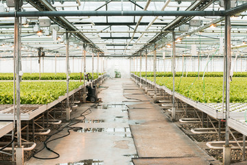 Green House and green vegetable. Young plants growing in a very large nursery