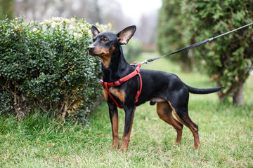 Miniature Pinscher dog is on the green grass on the background of shrubs and trees.