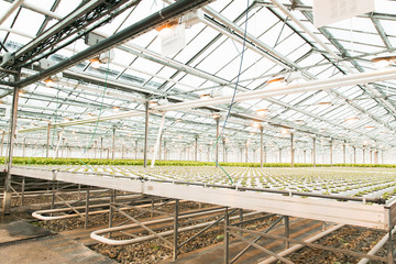 Green House and green vegetable. Young plants growing in a very large nursery