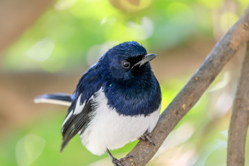 Oriental Magpie-Robin