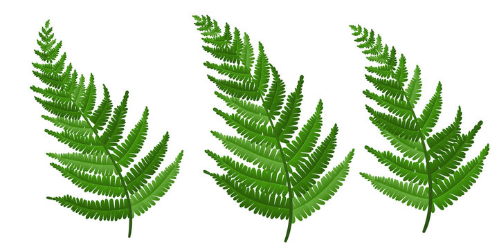 Realistic fern leaf collection, isolated on white. Vector illustration for nature design, or ECO background with fresh green color