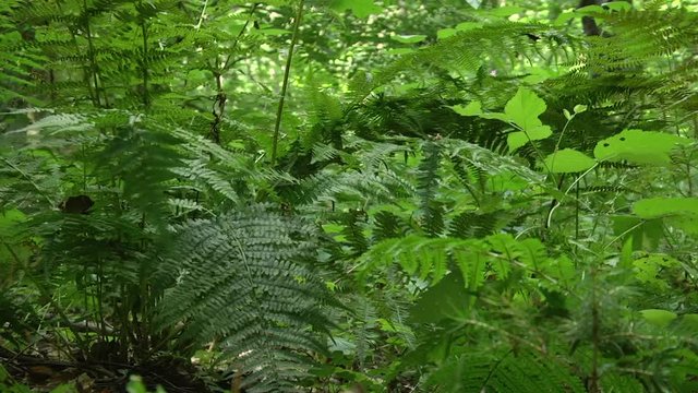 Old growth forest background with sunlight penetrating the lower foliage tree trunk with bark fallen tree on forest floor covered by green sword ferns in a temperate climate.