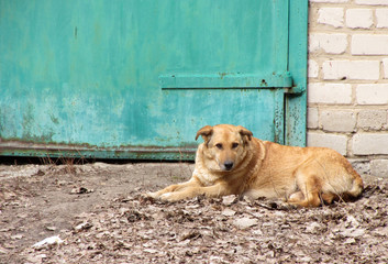 stray homeless dog near garage door
