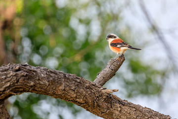 Long Tailed Shrike