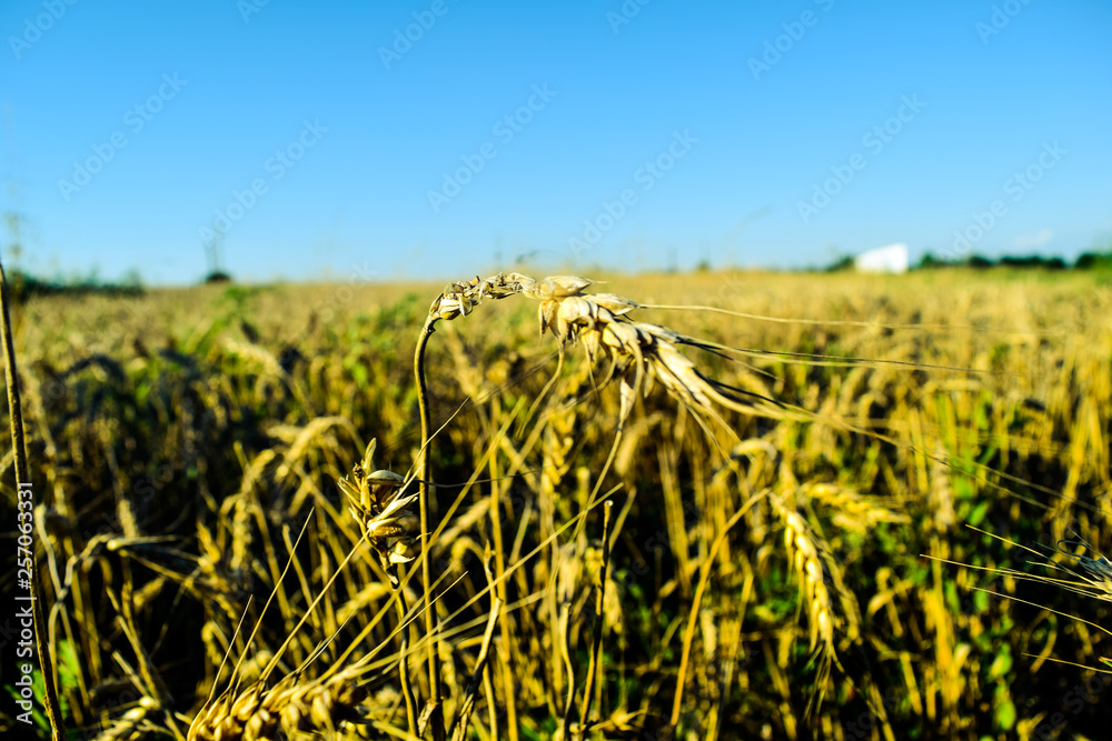 Wall mural yellow field of wheat in the summer