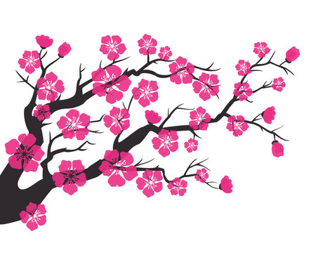 Cherry blossom, sakura flowers on white background.