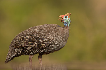 Helmeted guineafowl with reflection in the water