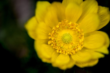 Detail of Adonis vernalis in bloom. Close-up blossom detail. Beautiful yellow blooming pheasants eye flower in spring meadow with blurred background.