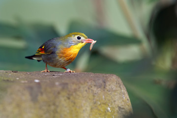 The red-billed leiothrix (Leiothrix lutea) with the worm on the beak. Passerine sitting on stone with worm in beak with green background.