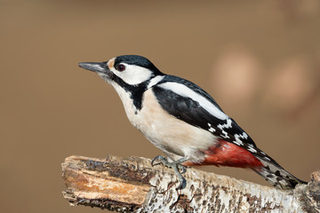 Splendido ritratto di un picchio (Dendrocopos major)