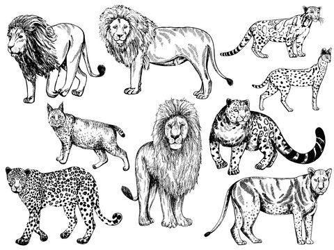 Set of hand drawn sketch style big cats isolated on white background. Vector illustration.