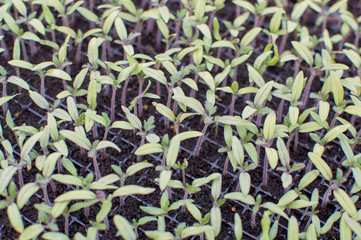 Seedlings germinate in fertile soil with fertilizer.  Tomato seedlings grow in the light.The...