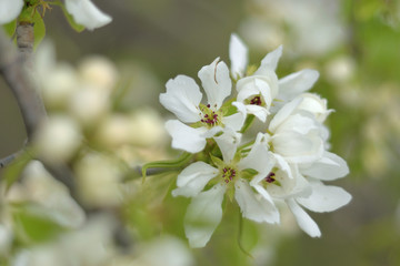 Paradise apple blossom - closeup