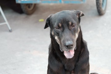 Naklejka premium Black Thai dog sitting on the ground floor at the market place with a tongue out and blurred a vehicle wheel