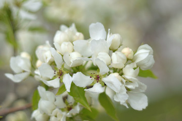 Obraz na płótnie Canvas Paradise apple blossom - closeup