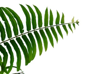 Tropica fern leaves on white isolated background for green foliage backdrop 