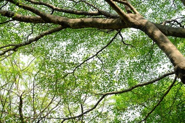 Obraz premium Ruminate ivorensis tree top view with leaves branches and tree trunk for green foliage backdrop 