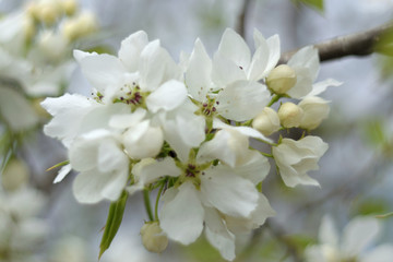 Paradise apple blossom - closeup