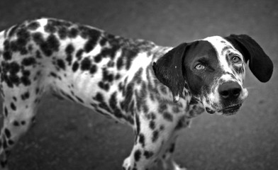 Perro callejero en blanco y negro. Perro dalmata manchado de la calle
