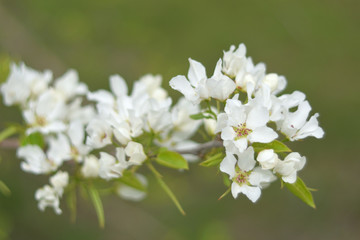 Paradise apple blossom - closeup