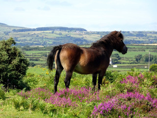 Pony on Murlough National Nature Reserve, County Down, Northern Ireland