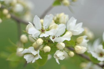 Paradise apple blossom - closeup
