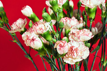 Closeup of white and pink carnation flower  on the background of red.
