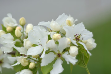 Paradise apple blossom - closeup