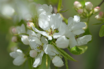 Paradise apple blossom - closeup
