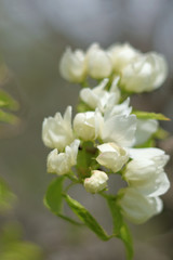 Fototapeta na wymiar Paradise apple blossom - closeup