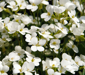 Fresh white flowers