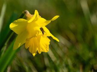 daffodil in garden