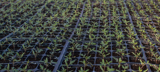 Seedlings germinate in fertile soil with fertilizer. Sprouted Tomato. Potted Tomato Seedlings Green...