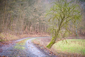 Fototapeta premium ein Spaziergang im Wald, die Natur wacht auf