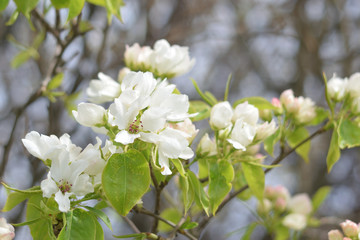 Paradise apple blossom - closeup