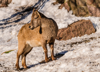 East Caucasian tur or Daghestan tur (Capra caucasica cylindricornis) female with rocks and snow background with sunlight