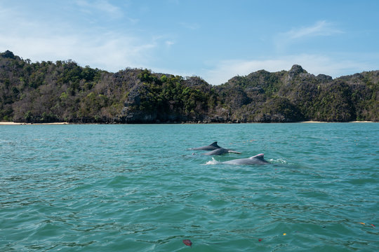 Dolphins at Mangroves tour in Kilim Karst Geoforest, Langkawi