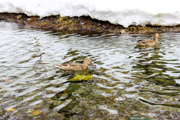 Wild ducks in a spring pond.