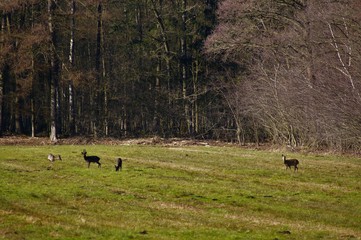 four deers on field