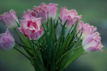 Fransentulpen in rot und rosa gebunden