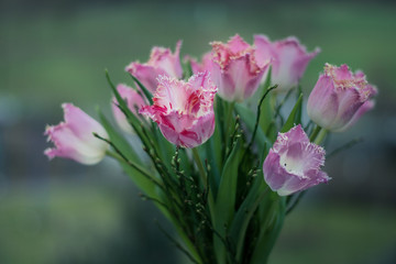 Fransen Tulpen in rot und rosa gebunden