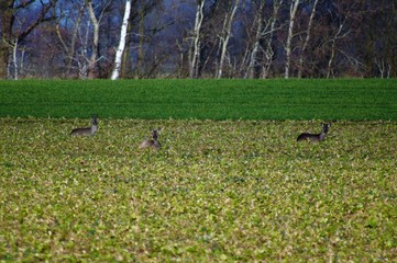 Deers in the meadow