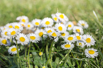 daisy flower blooming