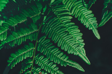 Fototapeta na wymiar Green fern plant in summer forest nature