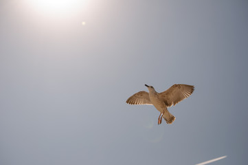 Seagull in Odessa