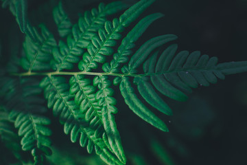 Green fern plant in summer forest nature