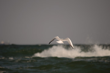 Fototapeta na wymiar Seagull in Odessa